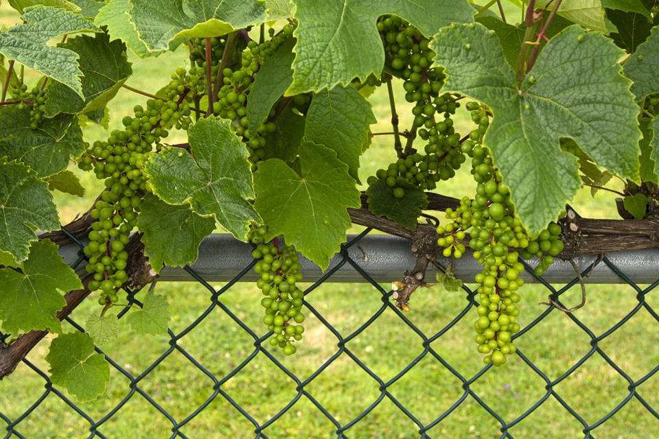 Grape vines are crawling on the chain link fence.