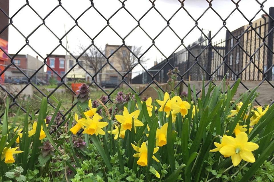 Many flowers are planted in a house yard enclosed by chain link fence.