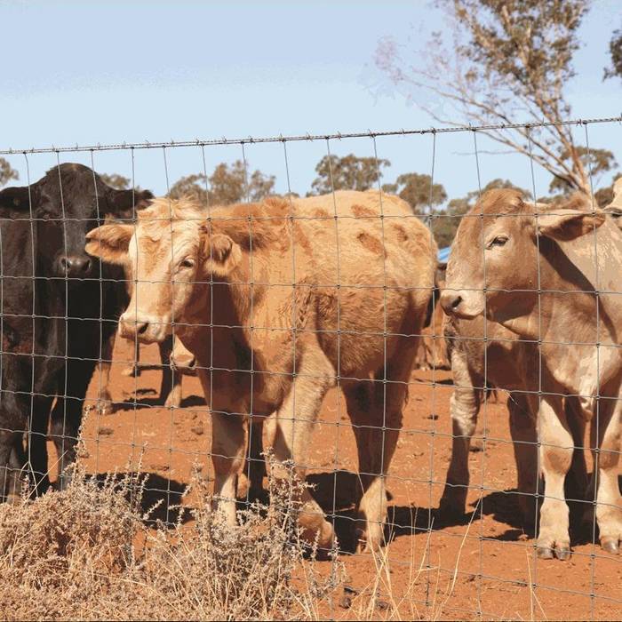 Several cattle are in the area enclosed by the hinge joint knot fences.