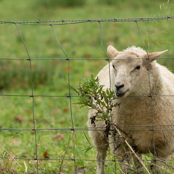 A sheep is in the area enclosed by the hinge joint knot fences.