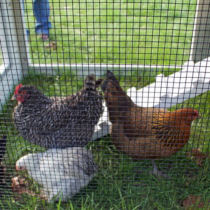 Three chicken in the chicken coop made of welded wire mesh rolls